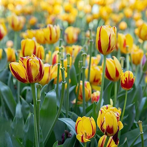bulbi di tulipano, arredamento del soggiorno d'appartamento esotiche tappezzante resistente serre balcone resistenti, adatte al pieno 10pcs
