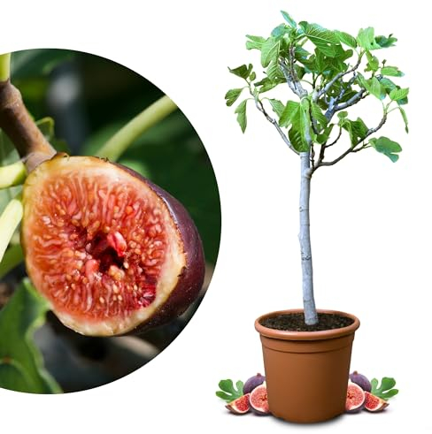 Meine Orangerie - Winterharter Feigenbaum - Echte Feige - Ficus Carica - Bornholmfeige - winterharte Feige in Gärtnerqualität - Fig tree - Feigenbaum selbstbefruchtend (10 Liter Topf)