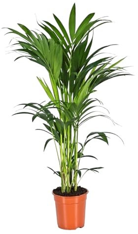 Trendyplants - Kentia palm - Howea Forsteriana - Plante d'intérieur - Hauteur 150-170 cm - Taille du pot Ø21cm