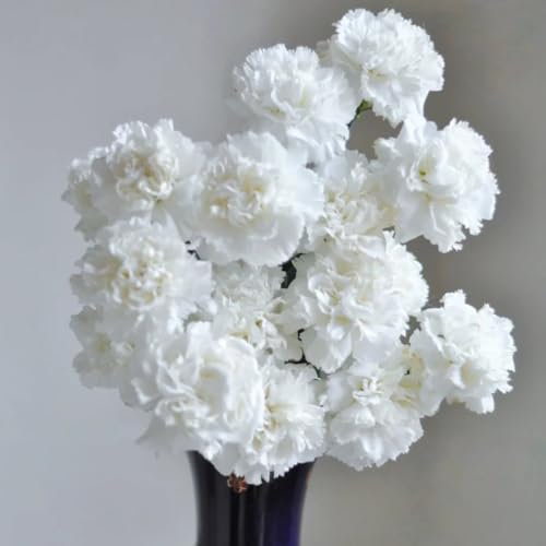 Nelken Samen Winterhart Mehrjährig, balkonpflanzen winterhart Bartnelken Samen, Nelkensamen, bio saatgut, wildblumensamen blumensamen mehrjährig winterhart bienenweide saatgut 50pcs