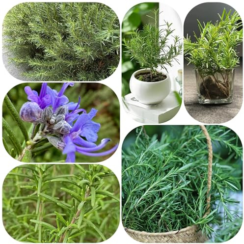 semi di rosmarino biologici - tappezzante resistenti pascolo decorative perenni giardino esterno 800pcs