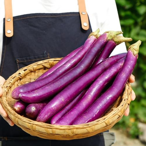 melanzane biologiche decorazioni da giardino per esterni semi di melanzana semi di sostenibili Coltivazione rampicanti resistenti per giardini rocciosi 1000semi
