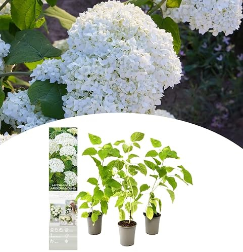 NatureNest, Hortensien, Hortensiear Arb. 'Annabelle', 3 Stück, 30-38 cm, Gartenpflanzen, Blütenpracht