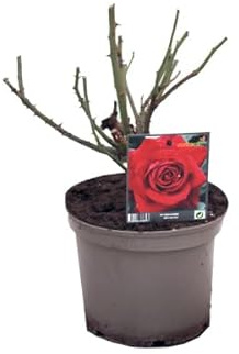 Rosal de Pie Bajo Rojo Natural Añade un Toque de Naturaleza con este Rosal