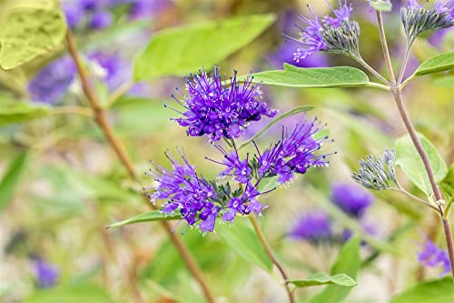 Bartblume Caryopteris clandonensis Heavenly Blue 30-40 cm winterhart