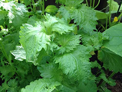 Semilla de maceta: 100 Semillas orgánicas de albahaca japonesa SHISO Perilla frutescens verde