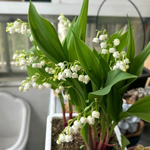 bulbos de lirio de los valles - jardín rocas resistentes raras perenne cubre el suelo primavera 8pcs