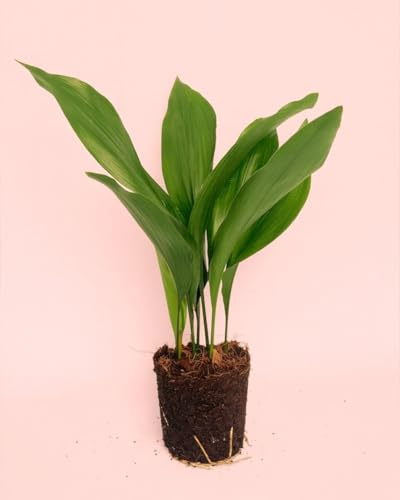 Aspidistra elatior | Planta natural de interior resistente, pet friendly y de poca luz | Pur Plant