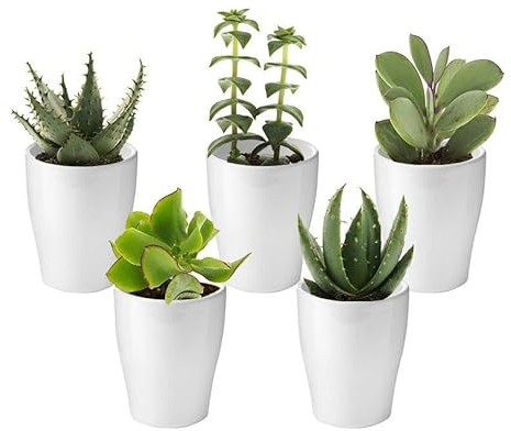 vdvelde.com - Ecoworld Mini Sukkulenten echt pflanzen mit Keramik sukkulenten topf - 5 Verschiedene Arten sehr pflegeleicht, benötigen wenig Wasser - 5 Kleine Pflanzen Ø6 cm Höhe 8-15 cm