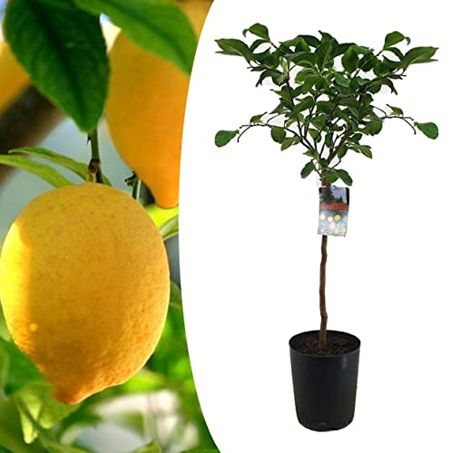 Plant in a Box - Citrus Limon - XL Zitronenbaum - Kübelpflanze - Terrassenpflanze - duftend -Topf 19cm - Höhe 100-120cm