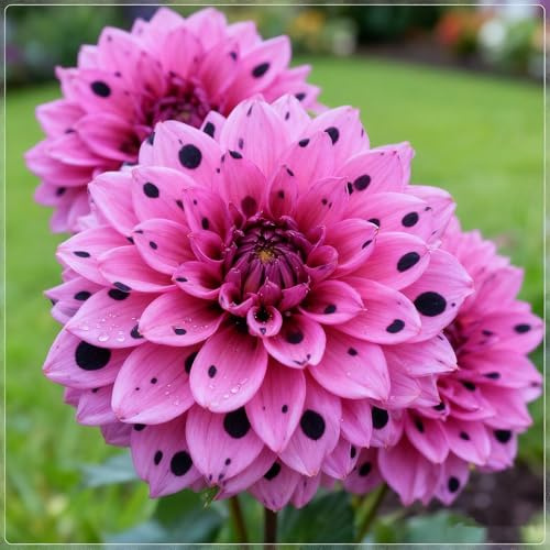 Winterharte mehrjährige Dahlie, Dahlien rhizom, Blühende Rhizome, Ideale Gartenarbeit, Seltene Dahlien-2 Rhizome-E