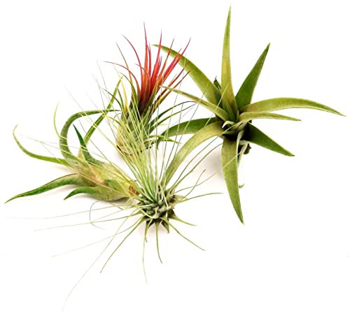POWERS TO FLOWERS - TILLANDSIA DELL'ARIA, Set 4 Pezzi, Tillandsie, Pianta da Interno, Pianta Vera