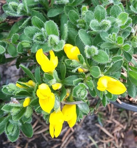 Ginster Kissenginster 'Cytisus decumbens' 20-30 cm winterhart Freilandaufzucht