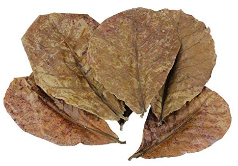 POFET 10 Stück Catappa Indische Mandelblätter Ketapang Blatt für Garnelen Betta Fisch Aquarium Pflege - Niedrigerer pH-Wert