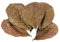 POFET 10 Stück Catappa indische Mandelblätter Ketapang Blatt Garnelen Betta Fisch Aquarium Pflege Niedrigerer pH-Wert für Aquarium Aquarium Verwendung