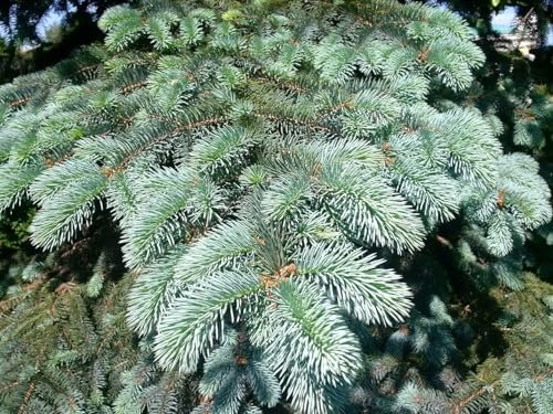 40 Semillas de Abeto Azul de Colorado (Picea pungens) - Conífera Perenne Resistente al Frío