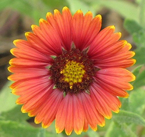 200+ INDIAN Kokardenblume SEEDS amerikanische Erbstück Native Wildflower Gaillardia : Seeds Only