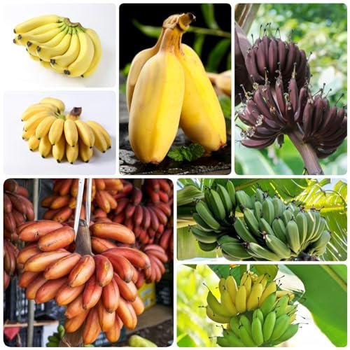 100 piezas semillas resistentes de plátano, maceta de árbol bonsái, semillas especiales, semillas de plátano, Musa sikkimensis, árboles de jardín, semillas resistentes, regalos orgánicos,