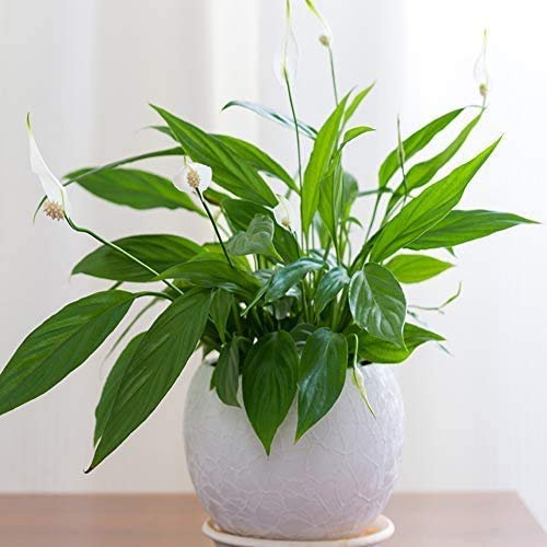 Peace Lily Plants Air Purifying and Filtering Grow Your Own Indoor House Plants, Compact & Bushy with White Flowers, 1 x Spathiphyllum Torelli ‘Air So Pure’ Plant in a 12cm Pot by Thompson and Morgan
