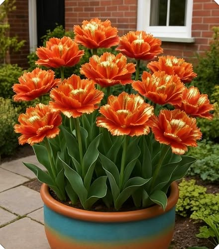 Bulbi di Tulipano di Alta Qualità, Ricchi di Colori, Adatti per Aiuole e Balconi-6bulbi-S