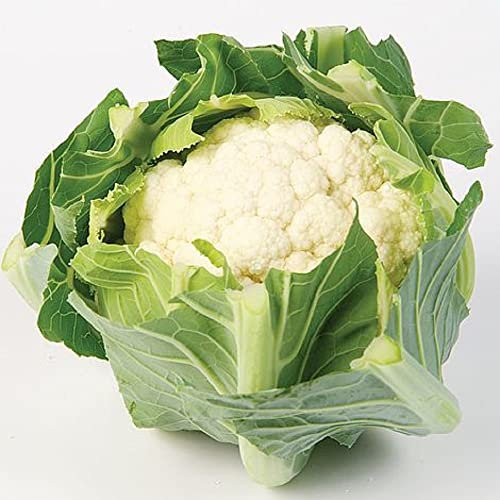 PREMIER SEEDS DIRECT - Cauliflower White Step F1-30 Seeds - Compact Variety
