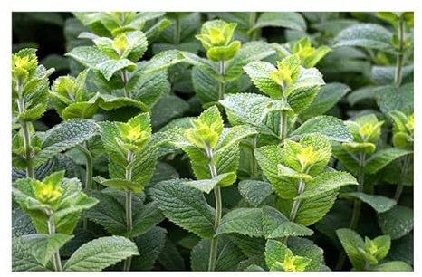 Pcs - 20x Vert Menthe Mentha Spicata Crispa Jardin Plantes - Graines KS242 - Seeds & Plants Shop by Ipsa