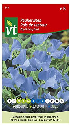 Pois de senteur Royal navy blue Graines - Plante grimpante à fleurs au parfum très agréable