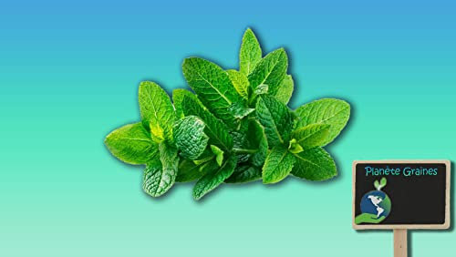Planète graines - menthe verte spicata - aromate - plante herbacée et vivace -