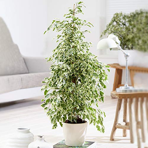 1 x Ficus Starlight for Sale | 30-40cm Potted Indoor Home or Office Plant Gift