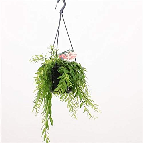 Aeschynanthus 'Japhrolepis' Ampel, Chinesische Glockenblume, Hängepflanze ca. 70 cm – Exotische Zimmerpflanze für Indoor, Blühpflanze für Hängeampeln