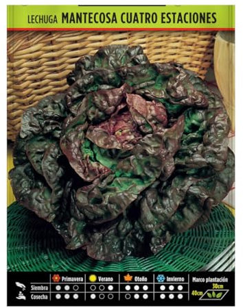 Semillas Horticolas - Lechuga mantecosa cuatro estaciones - Semillas listas para plantar.