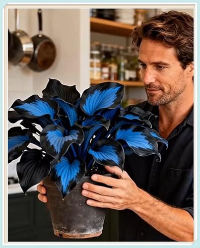 Ideal para Jardines de España-Resistente al Frío, Rizoma de Hosta -Rizoma de Hosta -2 Rizoma-A
