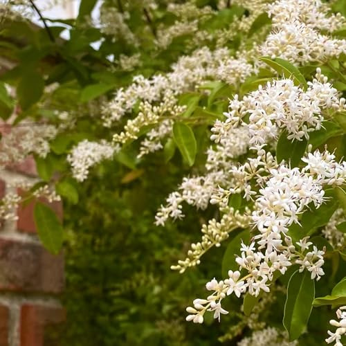 semillas de aligustre de hoja perenne - balcón jardín, decorativas resistentes 100pcs