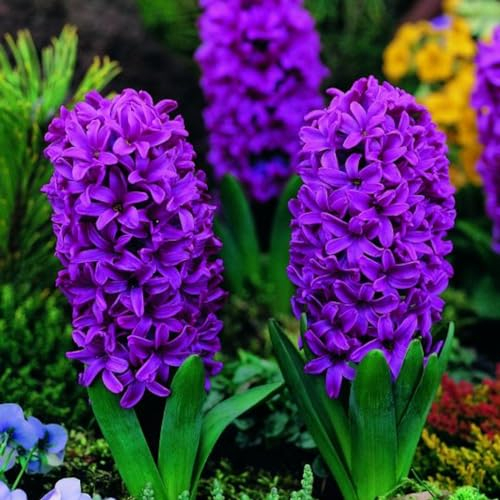 Hyazinthenzwiebel-Winterhart MehrjäHrig,Hyazinthen Rhizome,HyazinthenblüTen,Hyazinthen Zwiebeln,Traubenhyazinthen,Schnittblumen,Bonsai Pflanze-5zwiebeln-d