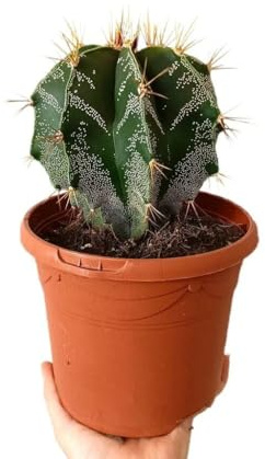 Garden Center Shop | Astrophytum Ornatum M17 30–120 cm | Cactus Estrella Mexicano | Cuidado bajo y floración amarilla | Ideal para colecciones y decoración desértica