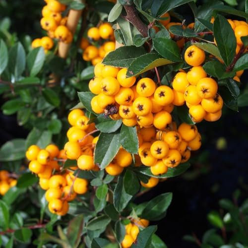 GardenersDream Pyracantha Golden Charmer - Gelber Feuerdorn Winterhart - Kletterpflanzen Winterhart Beerentragend - Balkon Pflanzen Vogelfreundlich