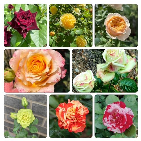 rosal, en variedades orgánicas tradicionales jardín de rocas de jardín invernadero interior resistentes pleno sol. Parterres elevados 1000semillas