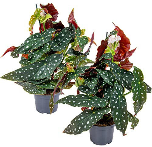 Bloomique - Lot de 2 - Begonia Maculata - Bégonia à pois - Plante à pois - Plante d’intérieur - Dépolluante - 20-30 cm de haut - Pot 12 cm