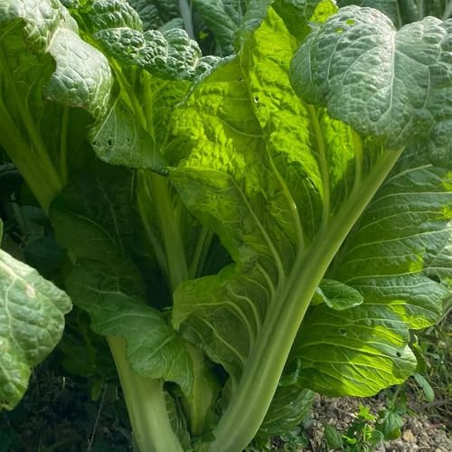 semillas de mostaza para de invierno, resistentes para el jardín mostaza de jardín perennes resistentes 60pcs