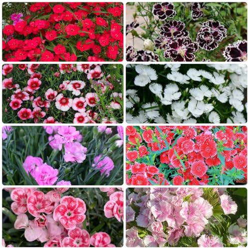 Semi di Garofani barbuti di Dianthus di perenni resistenti, balcone resistenti, campo da balcone 100pcs