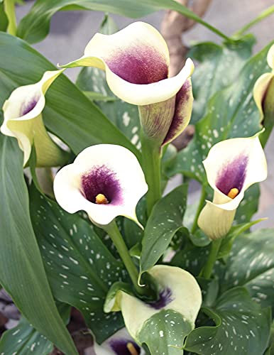 Riesige weiße Calla-Zwiebeln, wie eine seltene und kostbare Pflanze, die Blüten stehen in voller Blüte, wunderschöner und einzigartiger Stil – 1,9 Zwiebeln