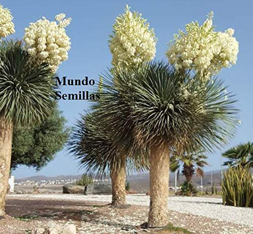 Seeds Yucca Rostrata - Spettacolare Fioritura - 20 Semi Freschi : Seeds Only
