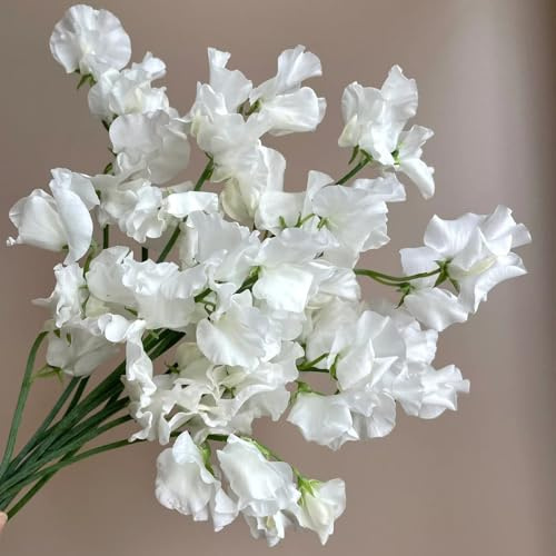 Semillas de guisante de olor, decoración de sala de estar semillas de perennes 50pcs