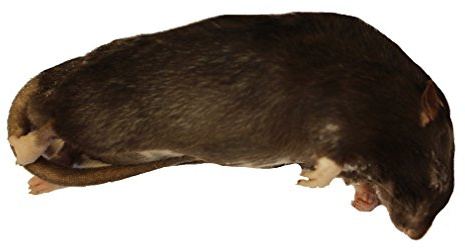 Frozen Rat Medium 150-250g - Pack of 2