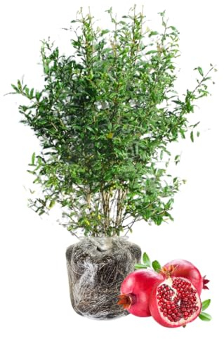 Sweet Pomegranate Tree Live Plant, Red Wonderful Pomegranate Tree Zone 8 to 11, Size 8 to 10 Inch Tall