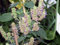 Semi di Patchouli Agastache Rugosa Rare Organic 100 Seme:Seeds Only