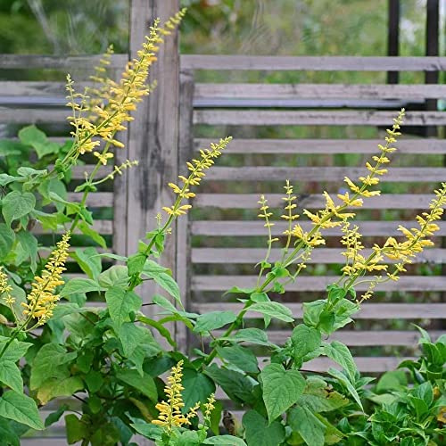 semillas de salvia - balcón perennes resistentes interior jardín 250pcs
