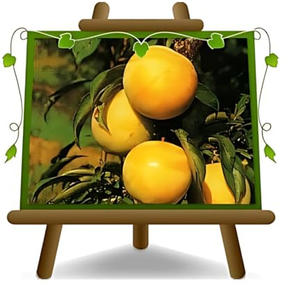 EURO PLANTS VIVAI Prunier TC Sun plante fruitière en pot 20 cm hauteur 150~170 cm - Âge 2 ans