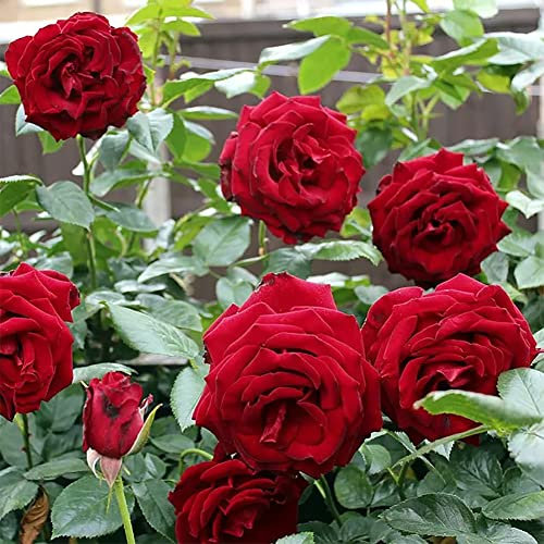 1 Red Bush Rose Bare Rooted Plant, 30-40cm Tall Fragrant Shurb, Trellises Outdoor Landscape Aroma Flowers Archway Garden Fences Pergola