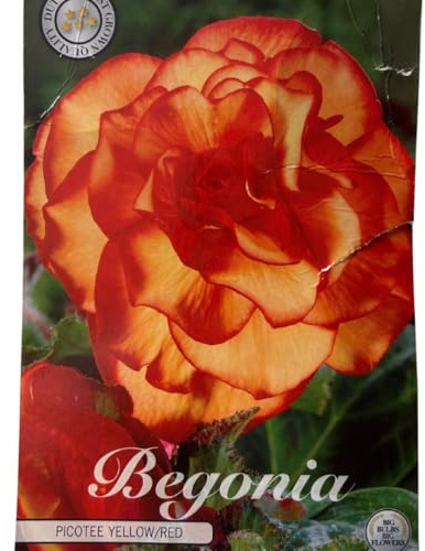 Sommerblumen-Zwiebel-Set, Begonien, Lupinen und Alstroemerien, Winterhart, Bio-Mischung, Mehrfarbig (3 x Begonien Picotee Yellow/Red)